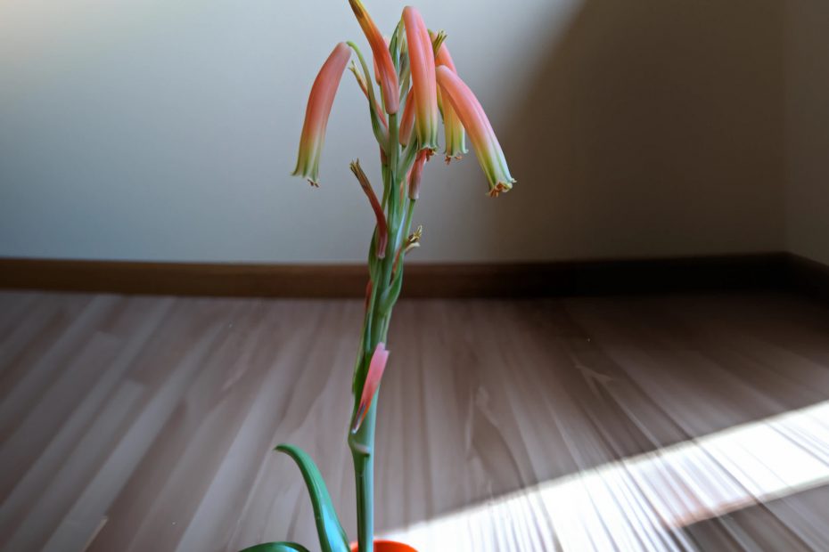 Aloe Humilis en todo su esplendor