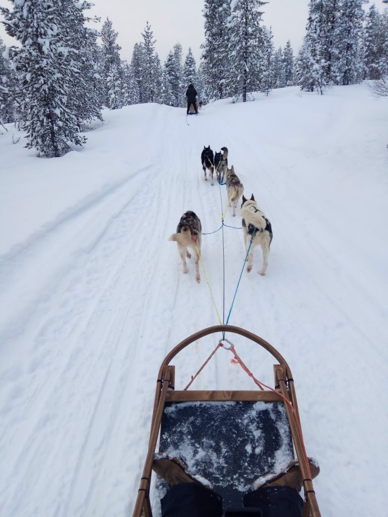 Paseo en trineo tirado por Huskies en Laponia, Finlandia