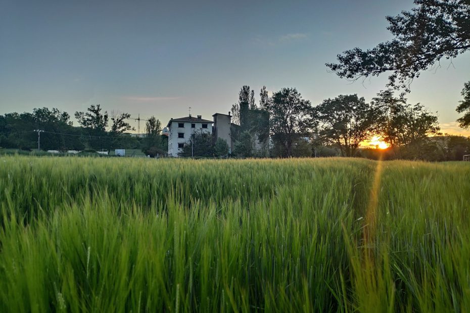 Campo de trigo al atardecer en Huarte, Navarra