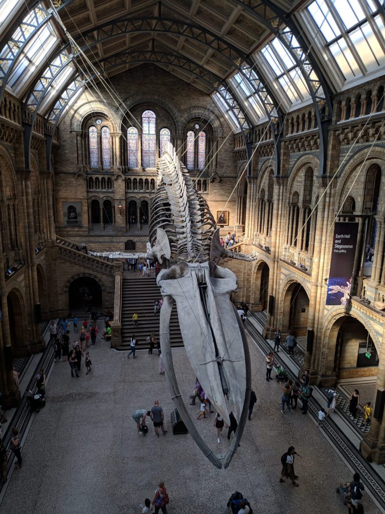 Esqueleto recreado de una ballena azul en el Museo de Historia Natural de Londres, Inglaterra