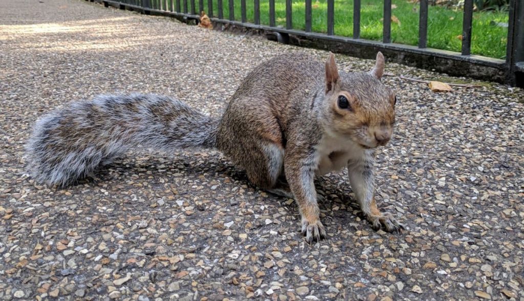 Ardilla en Hyde Park, Londres, Inglaterra