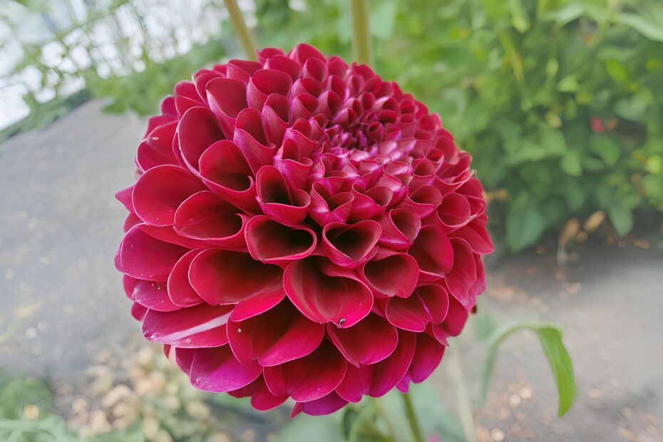 Fotografía macro de una dalia